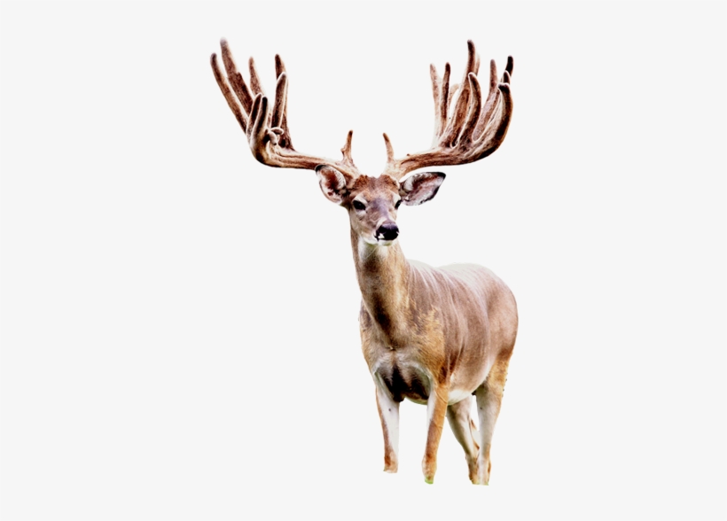 Rock Creek Ranch Offers Guided Hunting For Whitetail - Seneca White Deer, transparent png download