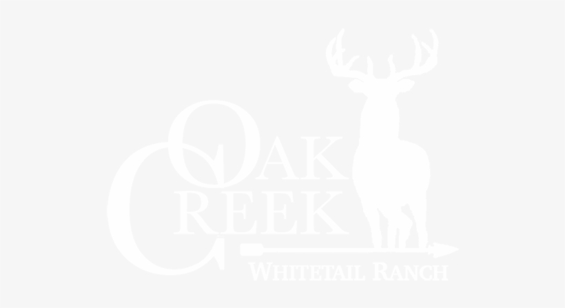 Night Life Of Trees, transparent png download