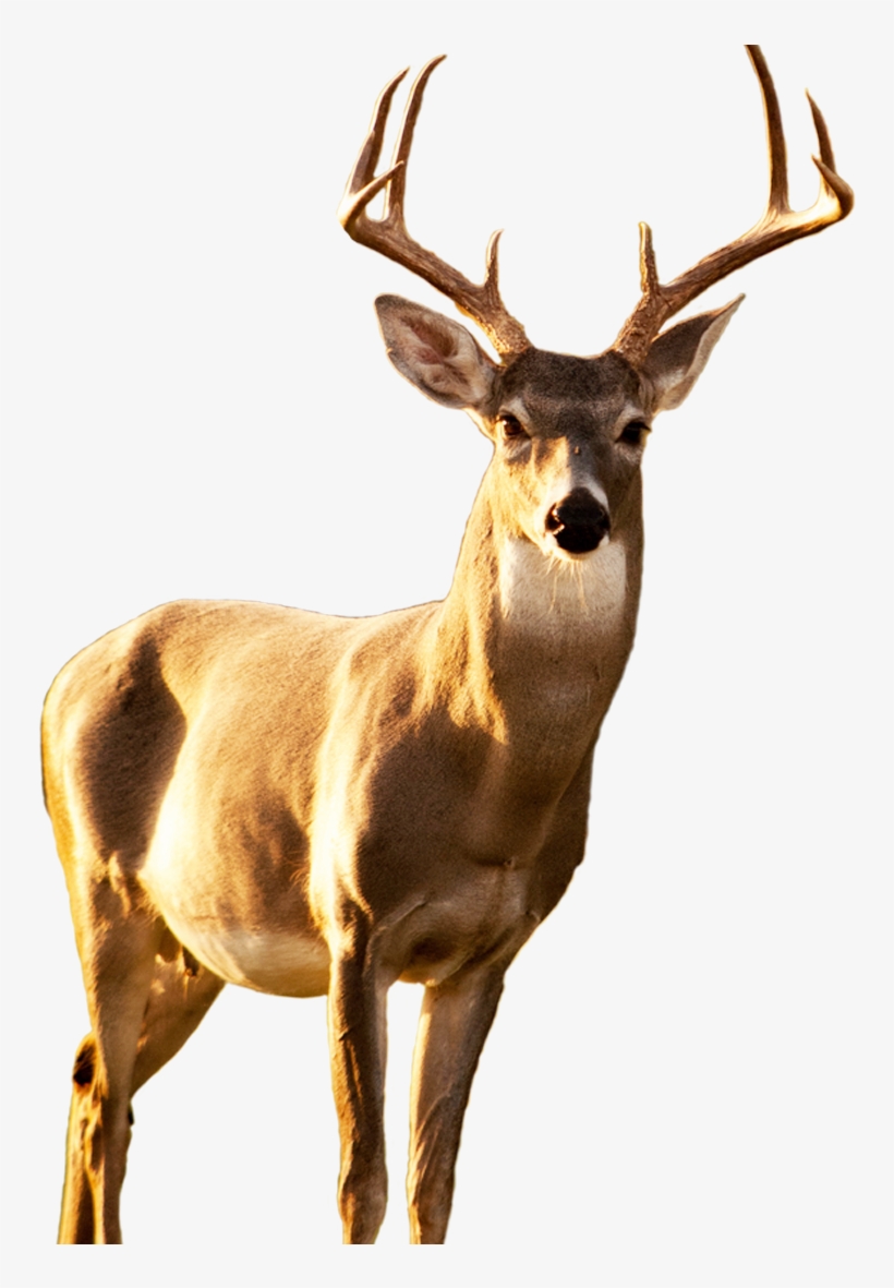 Attract More Game To The Kill Zone - Cuban Rumba, transparent png download