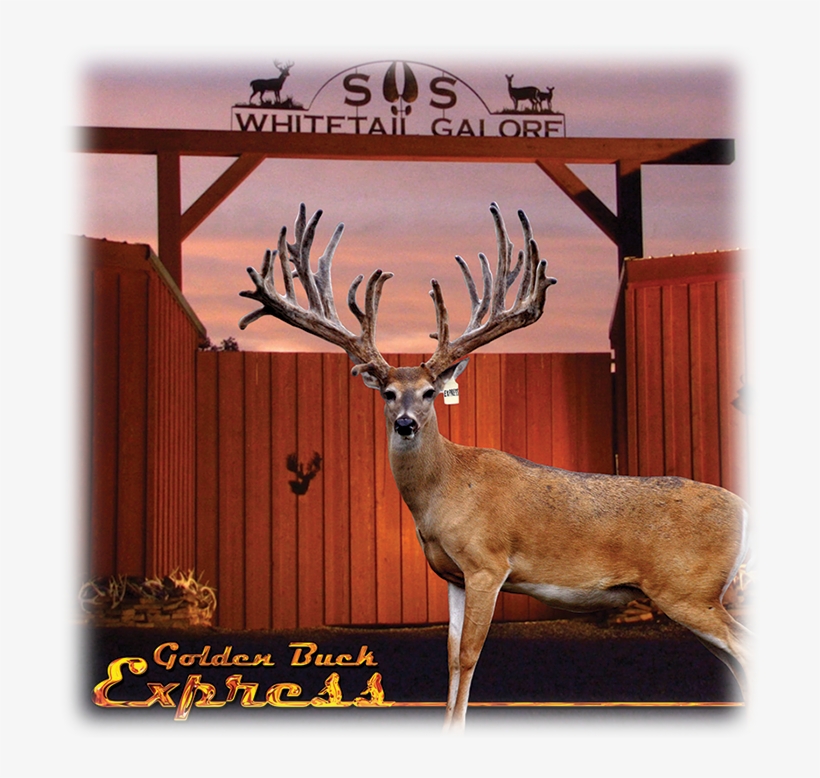 As You Travel Through The Beautiful Country Side Of - S&s Whitetail Galore, transparent png download