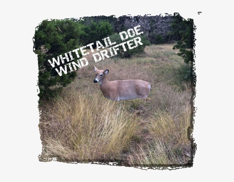 Picture Of Wind Drifter Whitetail Deer Decoy - White-tailed Deer, transparent png download