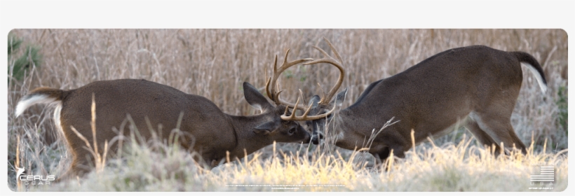 Buck Whitetail Deer Hunting Rifle Pad - White-tailed Deer, transparent png download