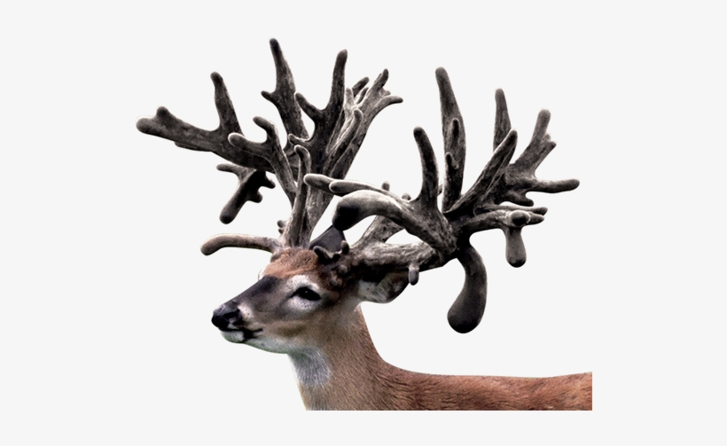This Monster Whitetail Buck Was 250@1, 408@2, 401@3 - Antler, transparent png download