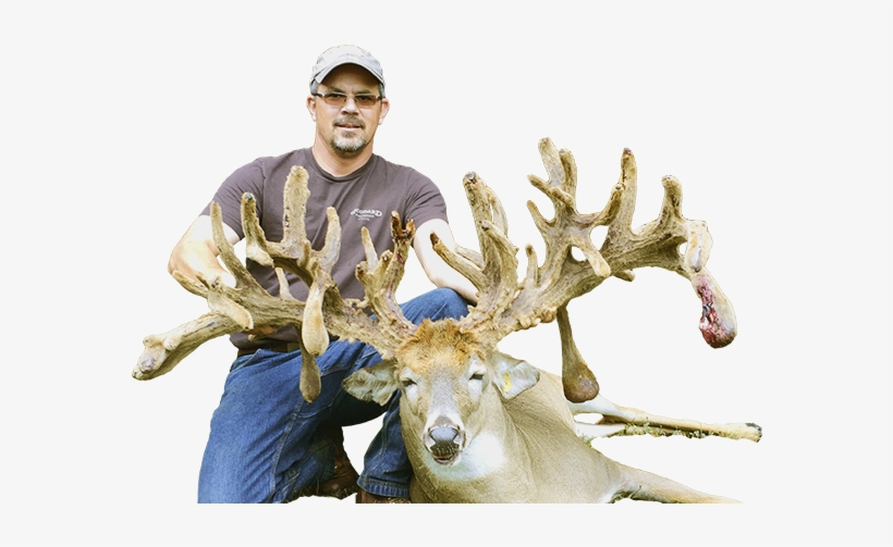 Guaranteed Deer Hunts With - Elk, transparent png download