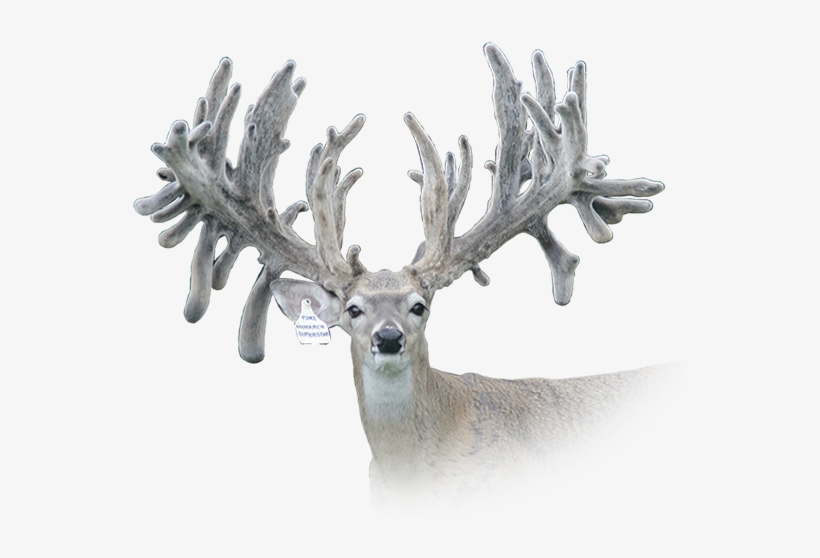 Rw Trophy Ranch Texas Whitetail Deer Breeding Terrell - Rw Trophy Ranch Ltd, transparent png download