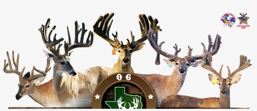 Founded In 2009 By Raymond And Debbie Otto, 06 Whitetails - Reindeer, transparent png download