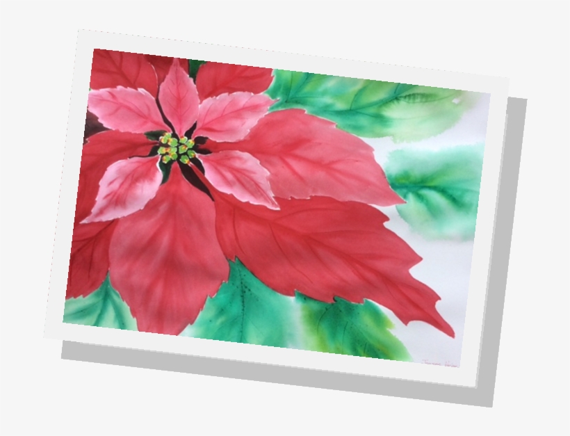 Poinsettia, transparent png download