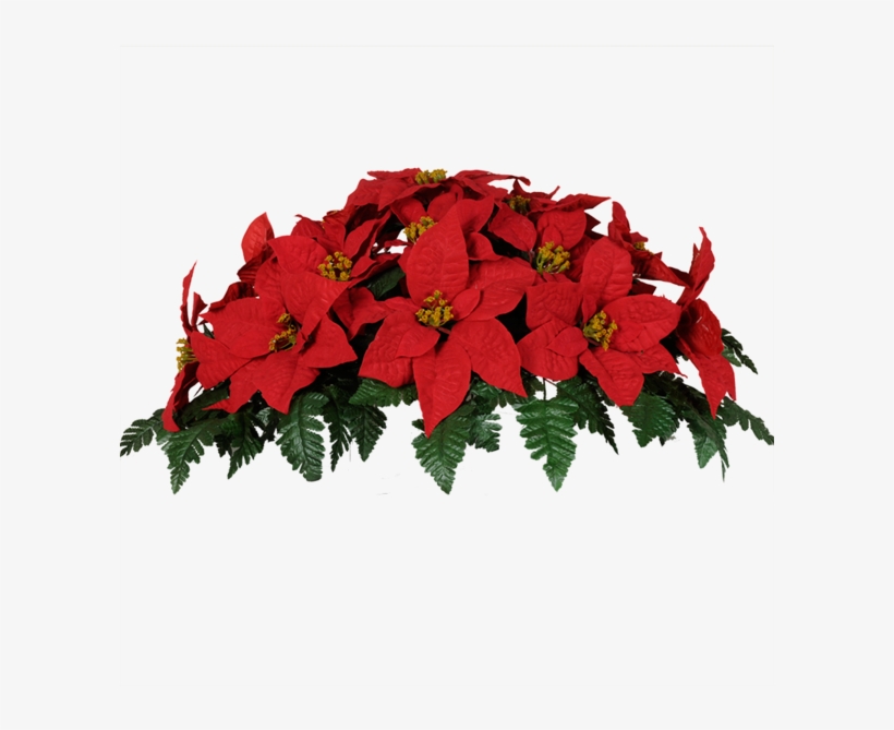 Share This Image - Christmas Poinsettias Images Png, transparent png download