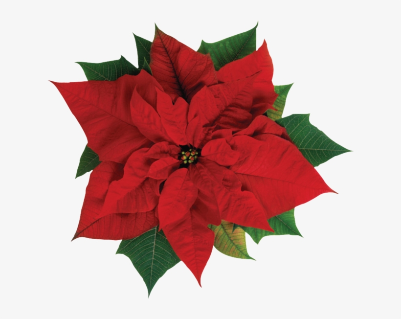 Share This Image - Poinsettia Flower, transparent png download