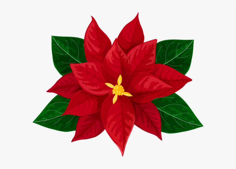 Poinsettia Transparent Beautiful Clipart Royalty Free - Transparent Background Poinsettia Clipart, transparent png download