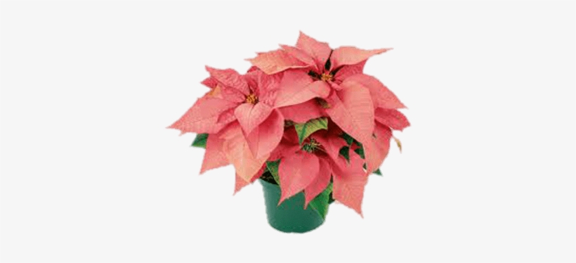 Pink Poinsettia, transparent png download