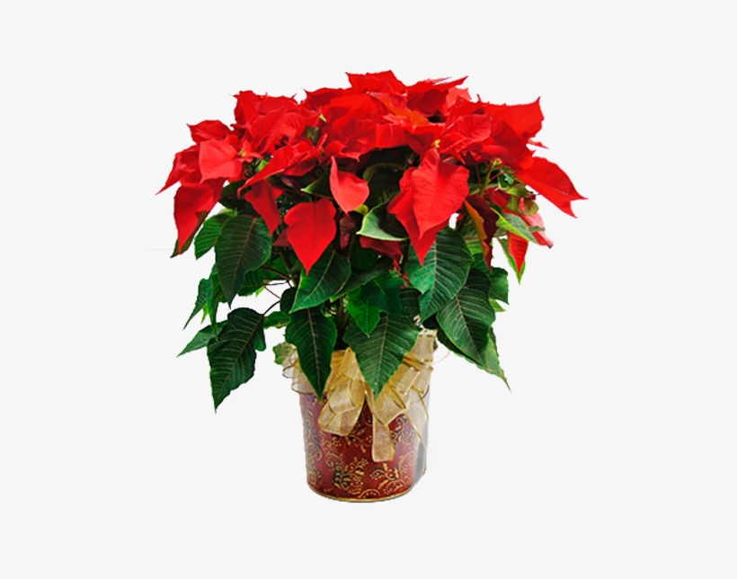 Poinsettia In Paisley - Beautiful Flower Clip Art, transparent png download