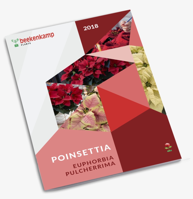 Poinsettia, transparent png download