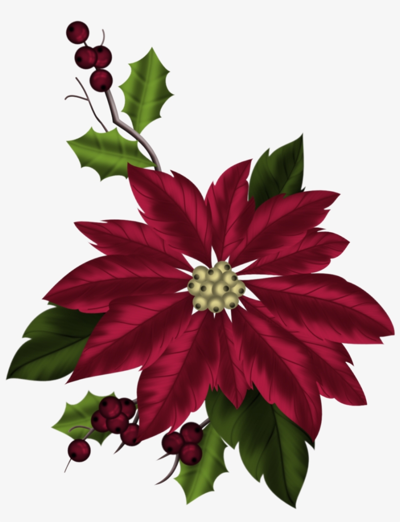 Poinsettia Plant - Christmas Day, transparent png download