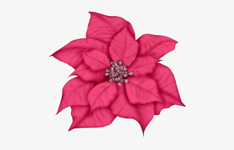 Christmas, Poinsettia, Holly Stock Photo - Blue Poinsettia Clipart, transparent png download