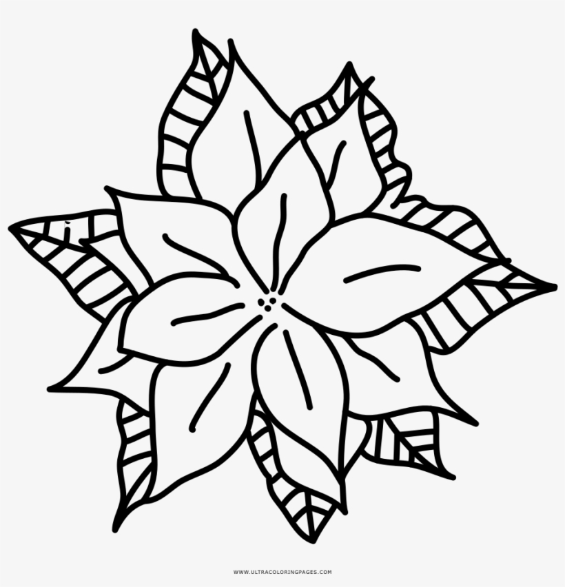 Poinsettia Coloring Page - Drawing, transparent png download