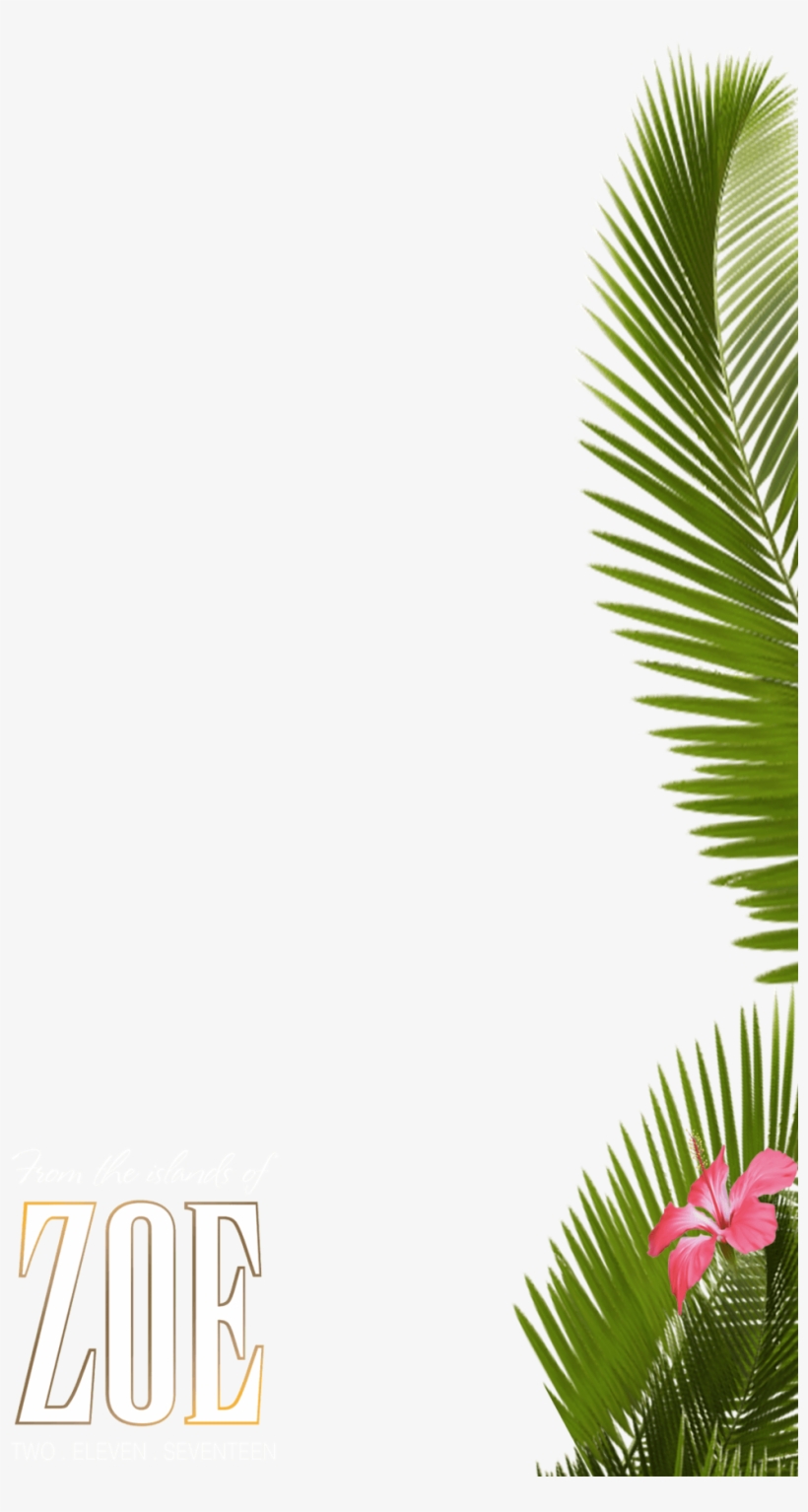 About 225 Free Commercial & Noncommercial Clipart Matching - Palm Tree Snapchat Filter, transparent png download