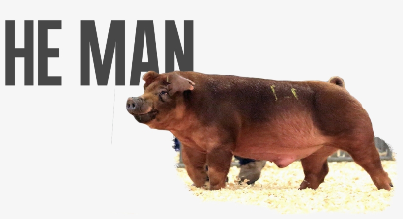 He-man - Saying T-shirt, transparent png download
