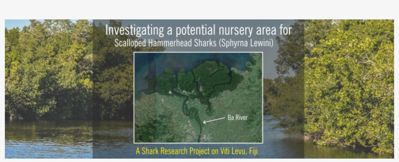 Help Me Fund My Master Project On Hammerhead Shark - Leibniz Centre For Tropical Marine Research, transparent png download