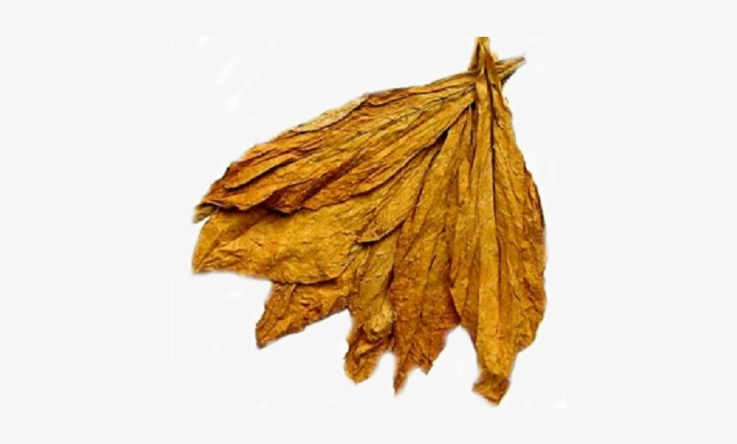 Transparent Leaf Tobacco - Tobacco Plant Leaves Dried, transparent png download