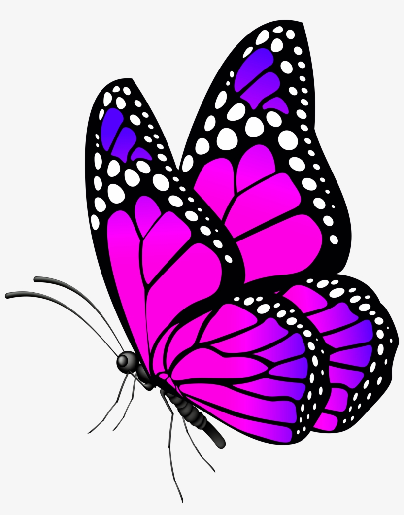 Butterfly Clip Art Image, transparent png download