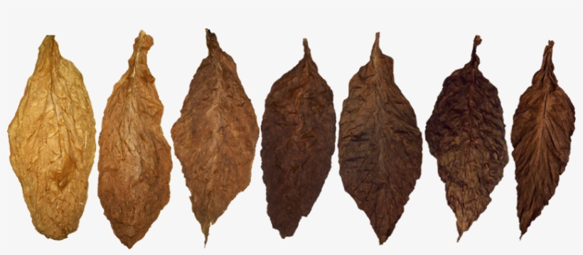 Tobacco Png - Tobacco Leaf, transparent png download
