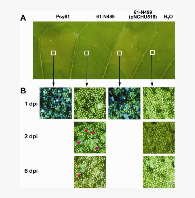 Development Of Hypersensitive Response On Tobacco Leaves - Pseudomonas Syringae, transparent png download