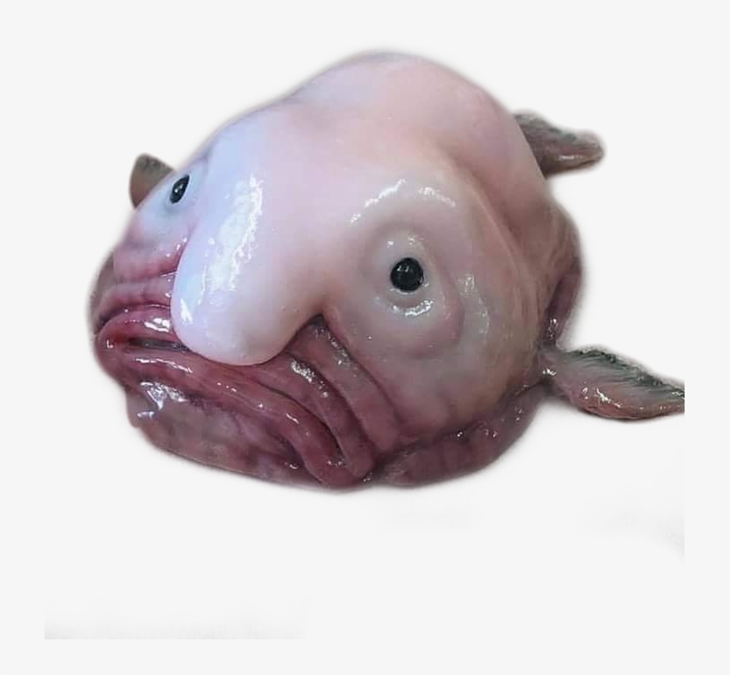 Blobfish, transparent png download