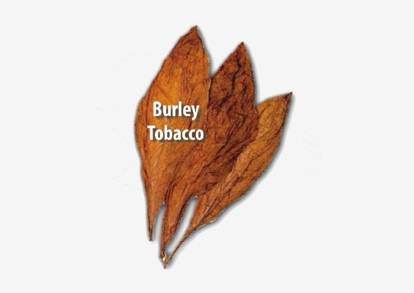 Oriental Tobacco Also Referred To As Turkish Tobacco - Post Oak, transparent png download