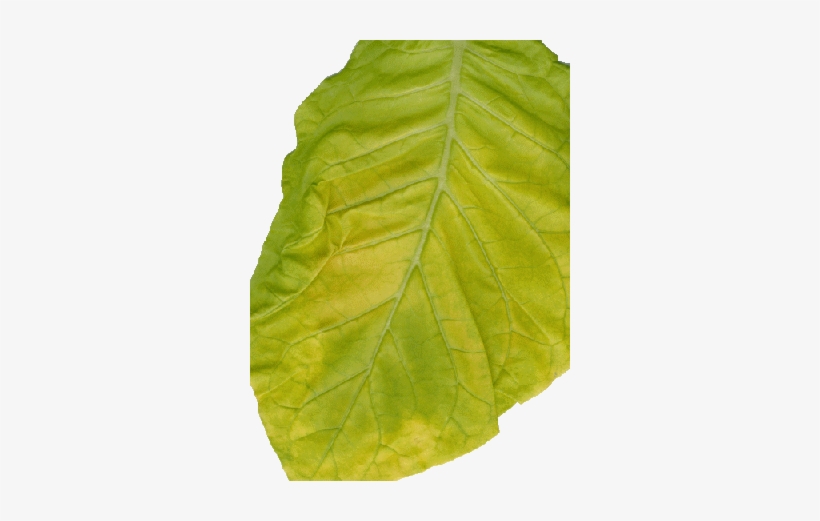 Virginia Gold Leaf - Tobacco, transparent png download