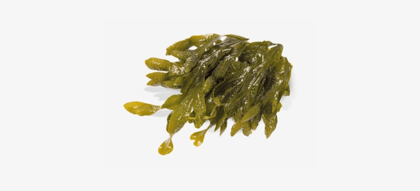 Blobfish Cafe - Kelp Seaweed, transparent png download