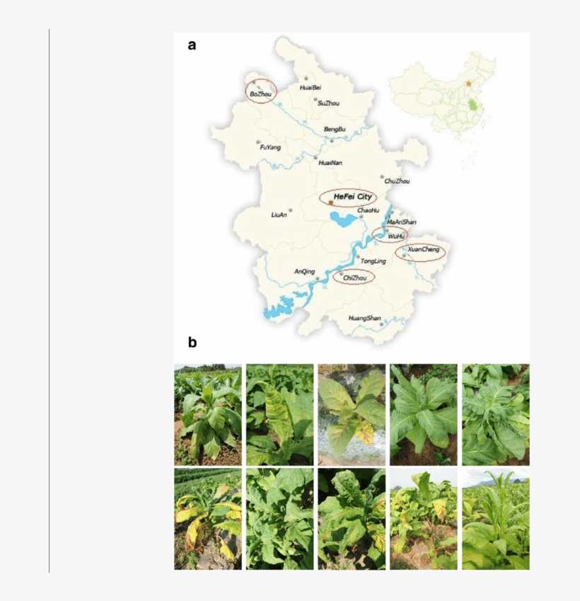 B Typical View Representation Of Yellow Mosaic Mosaic, - Tree, transparent png download