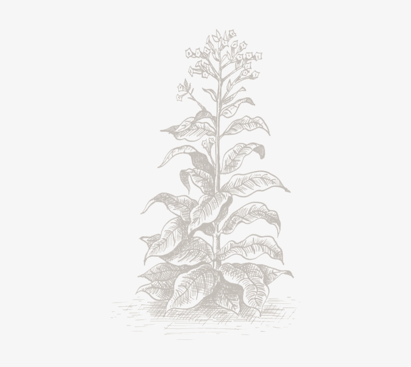 Chasmanthe, transparent png download