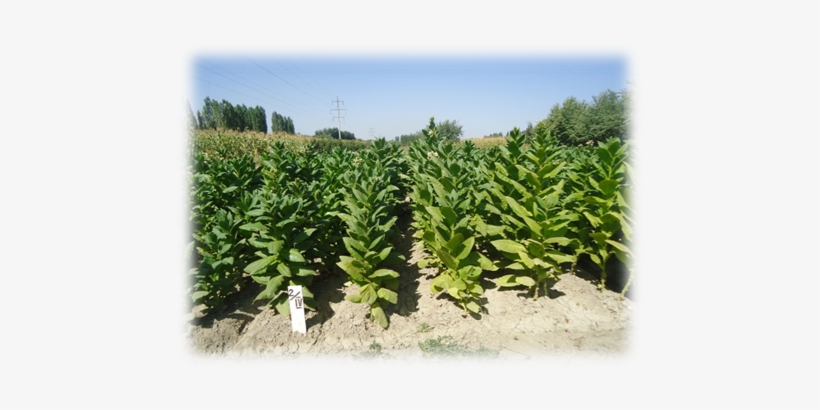 His2 - Plantation, transparent png download
