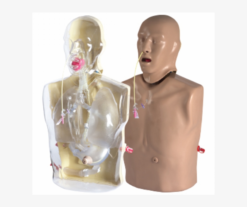 Adam,rouilly Corman-adult Nasogastric/nasjojunal Feeding - Adult, transparent png download
