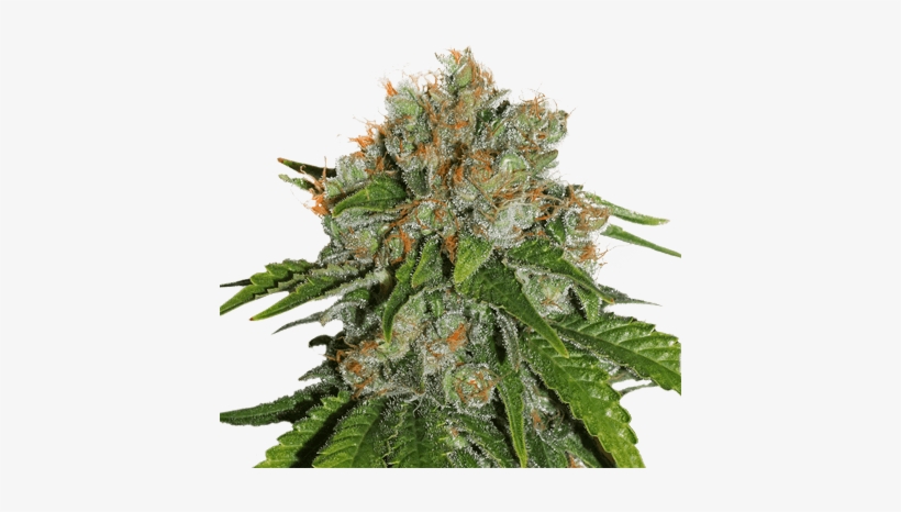 Amnesia By Seeds Stockers - White Skunk Automatic, transparent png download