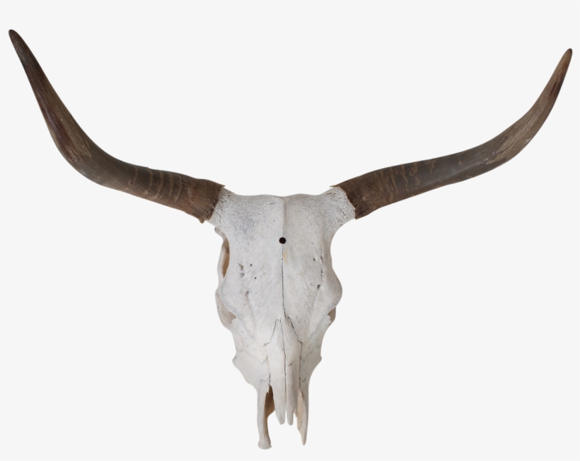 Longhorn Vector Skull - Longhorn Skull Png, transparent png download