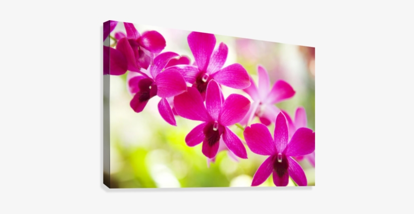 Hawaii, Closeup Of Orchid Lei - Printscapes Wall Art: 18" X 12" Canvas Print With Black, transparent png download