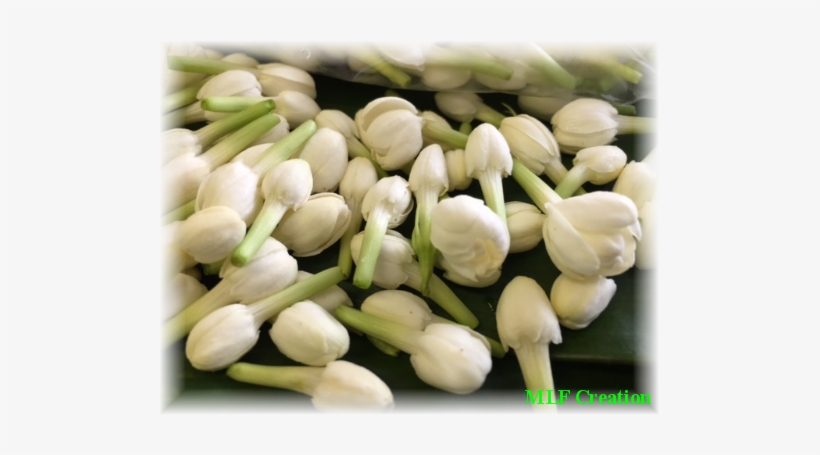 Pikake Flowers - Arabian Jasmine, transparent png download
