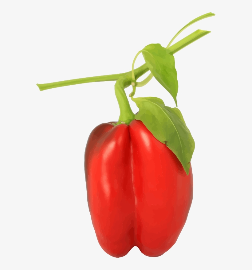 Medium Image - Bell Pepper Plant Png, transparent png download
