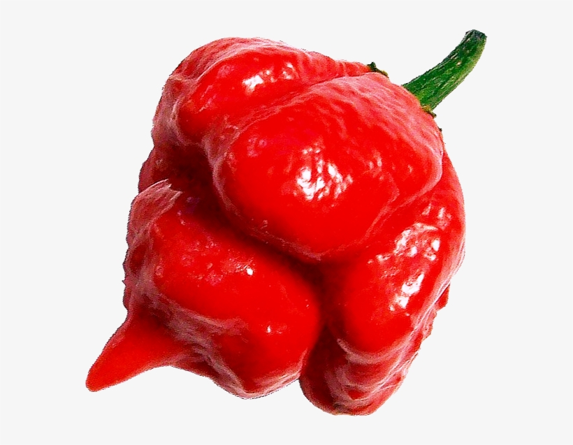 Close-up Of Hot Trinidad Scorpion Chile Pepper - Chili Trinidad Moruga