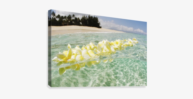 Usa, Hawaii, Oahu, Plumeria Lei Floating In Crystal - Great Big Canvas Vince Cavataio Premium Thick-wrap, transparent png download