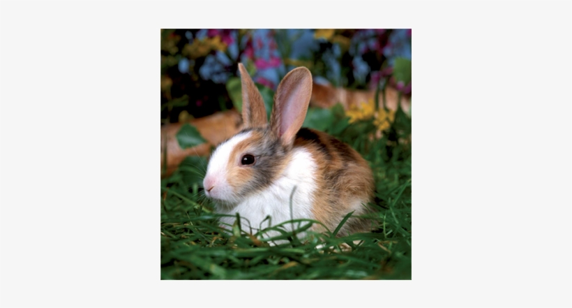 Cute Bunny - D-toys - 3 In 1 Jigsaw Puzzles (6-9-16 Pcs) - Pets, transparent png download