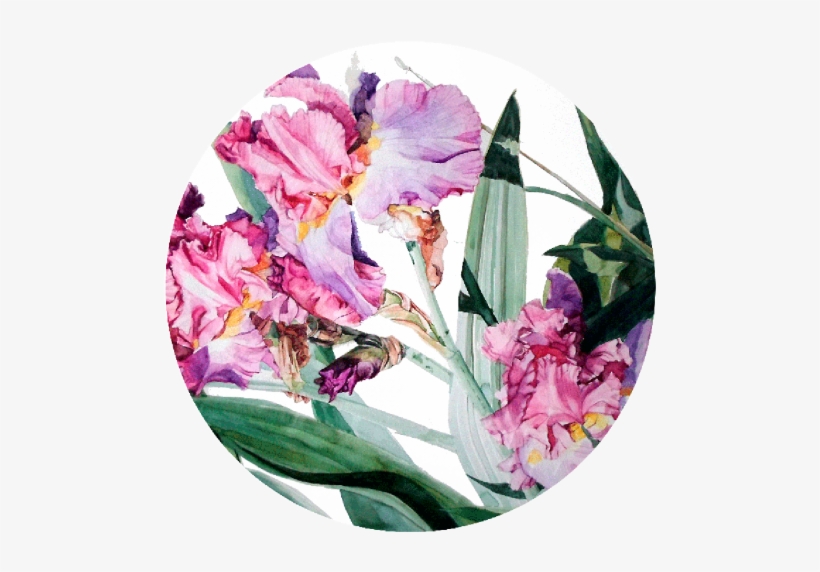 Bearded Iris Painting Purple, transparent png download