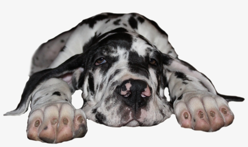 Great Dane Kennel - Great Dane Transparent PNG - 1000x545 - Free