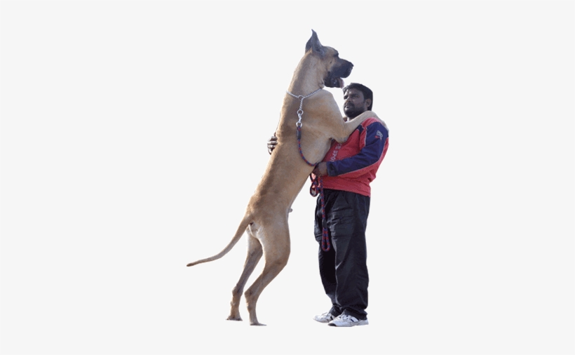 Welcome To Danes India - Indian Great Dane Dog, transparent png download