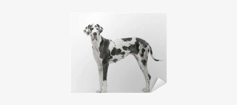 Great Dane Dog Bathtub, transparent png download
