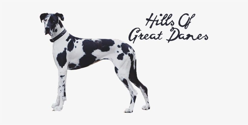 Great Dane, transparent png download