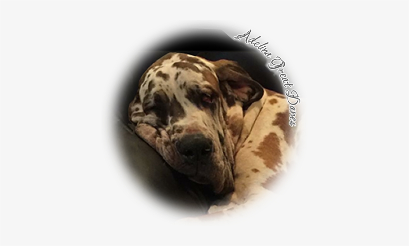 Giovanni Delle Fioravanti Stone Ridge Danes - Adelina's, transparent png download