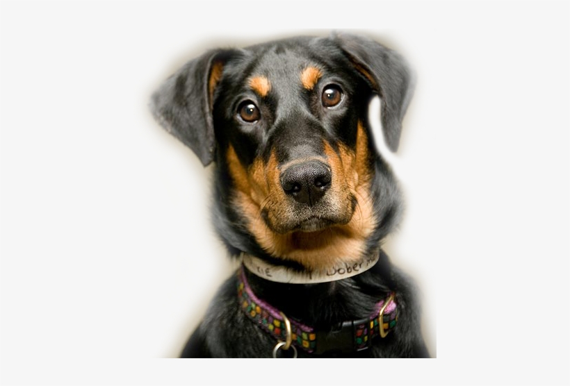 Check Out Great Dane Friends Of Ruff Love - Llc Dog, transparent png download